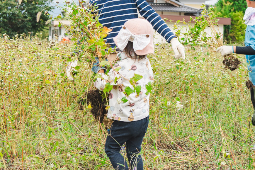 実りの秋の「手刈り収穫」