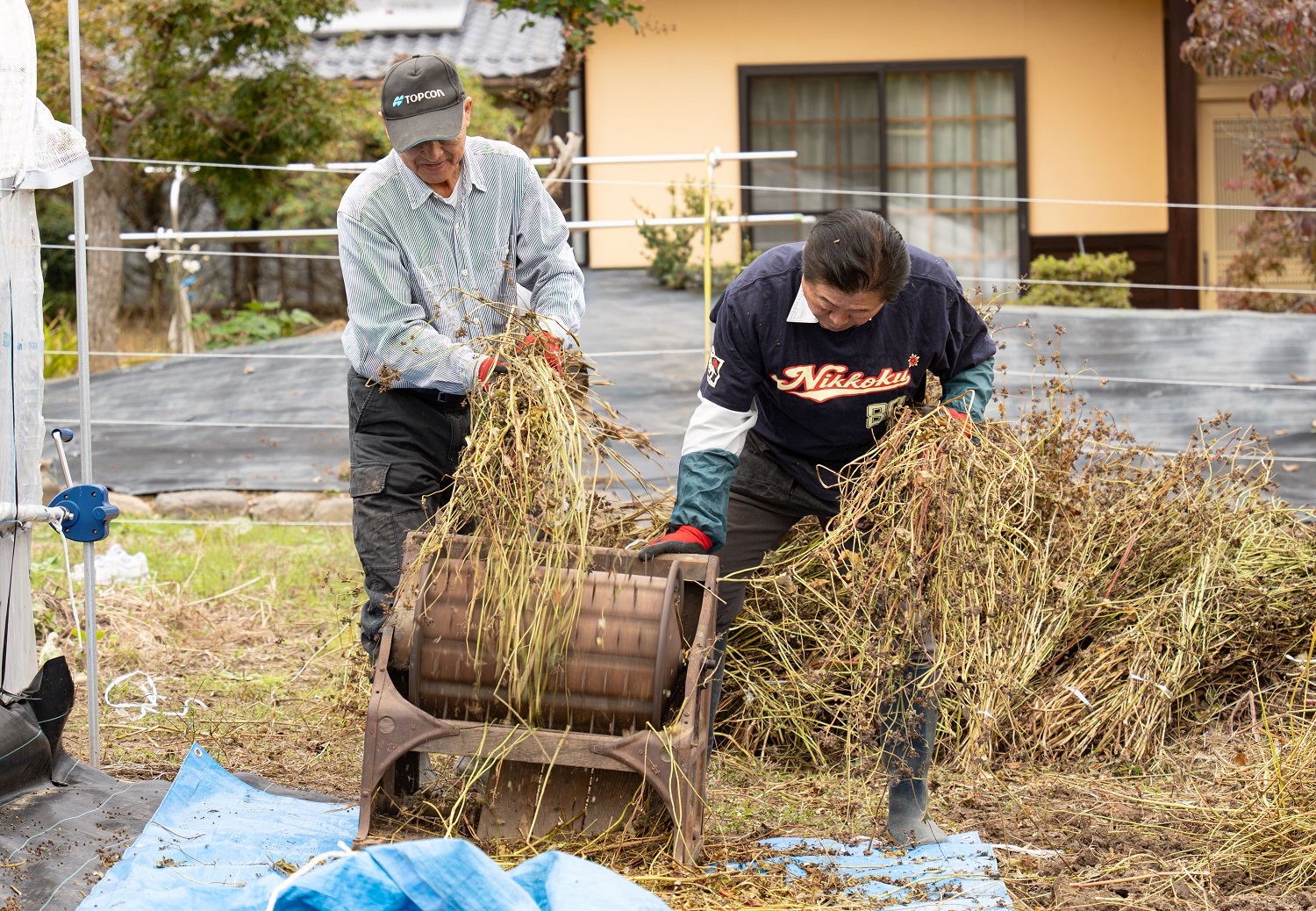 育みファーム10月24日【土曜日】収穫祭に向けて（乾燥・脱穀・調整）